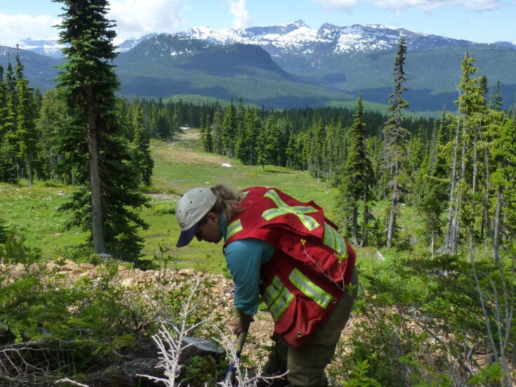 Could snow, soil and trees point the way to the next big mining discovery in British Columbia?