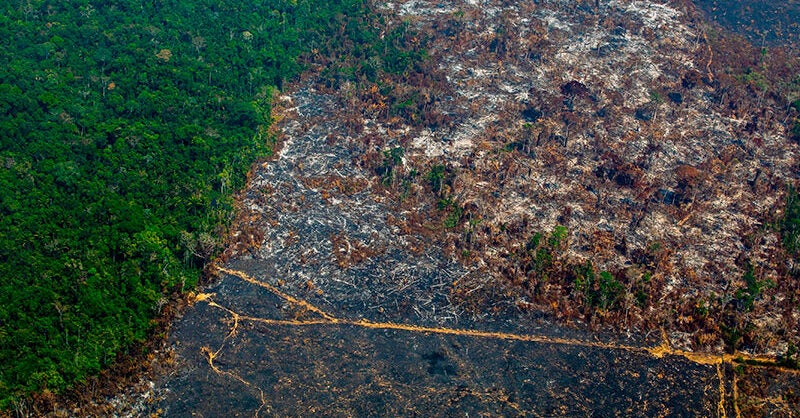 Illegal gold in the Brazilian Amazon - Vimarsana News