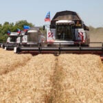 What impact will the Ukraine invasion have on wheat prices?