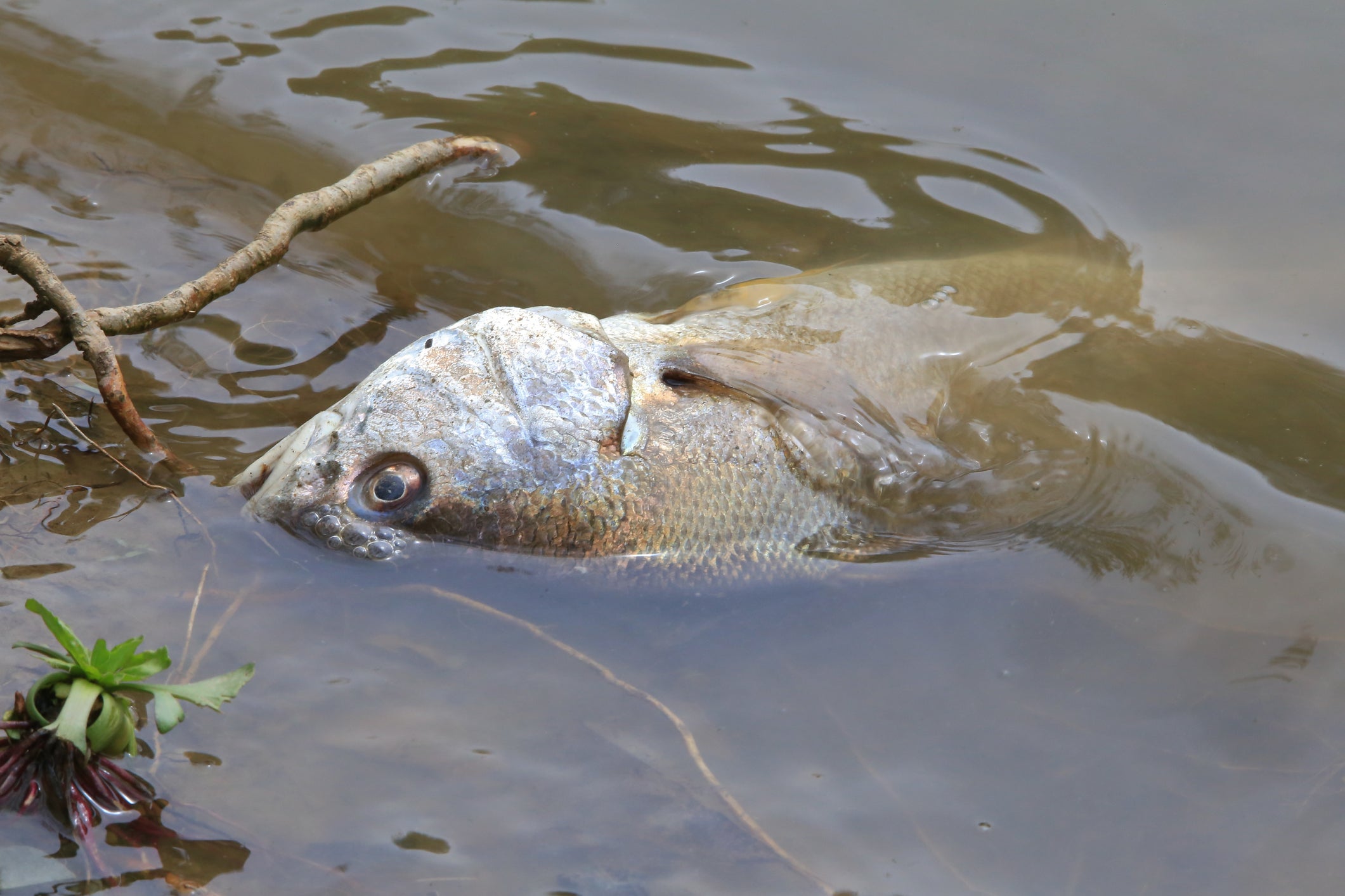 Mining blamed for Oder River degradation - Mining Technology