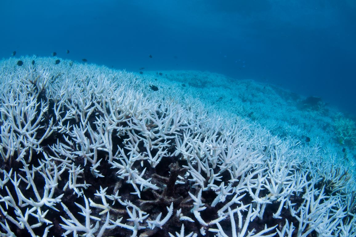 What are the benefits of a Net-Free Reef?