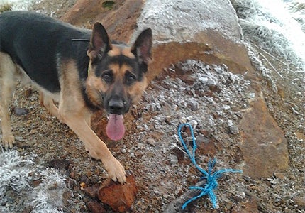 Ore sniffing dog